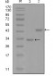 SKP2 Antibody