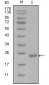 Oct4 Antibody