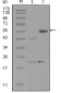 EphA5 Antibody