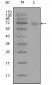 STAT3 Antibody