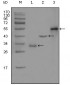 PEG10 Antibody