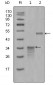 Mammaglobin-1 Antibody