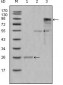 Myeloperoxidase Antibody