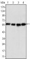 Vimentin Antibody