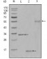 Ki67 Antibody