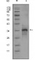 Myostatin Antibody