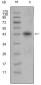 APOL1 Antibody