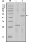 IL-2 Antibody