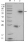 R-spondin1 Antibody