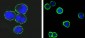 CD37 Antibody