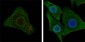 BRAF Antibody