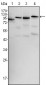 BRAF Antibody