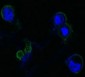 FGFR4 Antibody