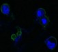 FGFR4 Antibody
