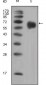 FGFR4 Antibody