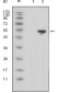 LCN1 Antibody