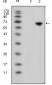 WNT5A Antibody