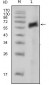 AXL Antibody