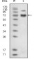 EPHB4 Antibody