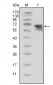 TrkA Antibody