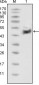 p53 Antibody