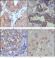 WNT5A Antibody