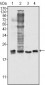 SOD1 Antibody