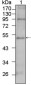 TBX5 Antibody