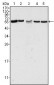 PAK2 Antibody