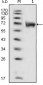 FGFR1 Antibody