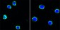 CD40 Antibody