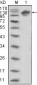 ERBB3 Antibody