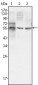 TUBB3 Antibody