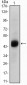 FOXA2 Antibody