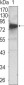 NTRK3 Antibody