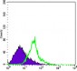 WNT1 Antibody