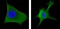 WNT1 Antibody