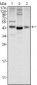 WNT1 Antibody