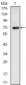 NKX2.5 Antibody