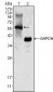 MATK Antibody