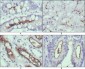 WNT10B Antibody