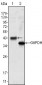 WNT10B Antibody