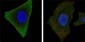 JAK3 Antibody