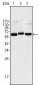 NF-κB p65 Antibody