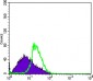 DDX4 Antibody