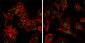 DDX4 Antibody