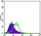 KRT15 Antibody