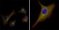 KRT15 Antibody