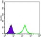 CTNNB1 Antibody