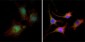 CTNNB1 Antibody